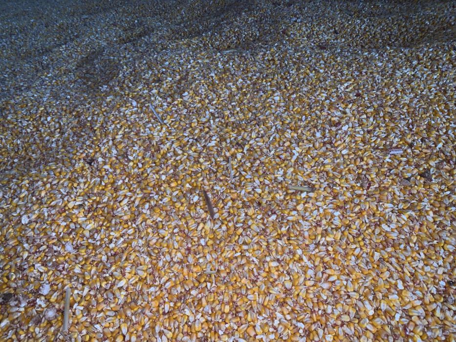 Vand porumb boabe productie 2025