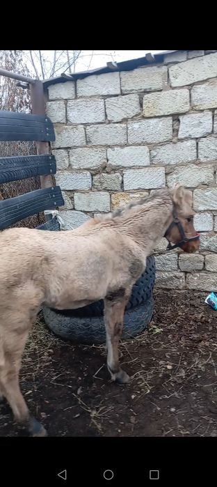 МЗ кенже туылған еркек