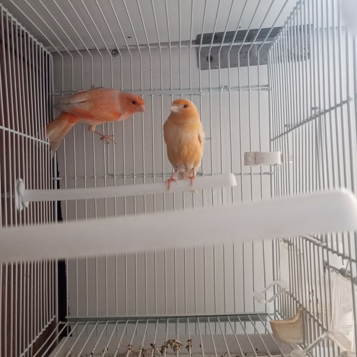 Нар мода канарейкала сотилади мода бир марта ишланган нар 9 ойлик