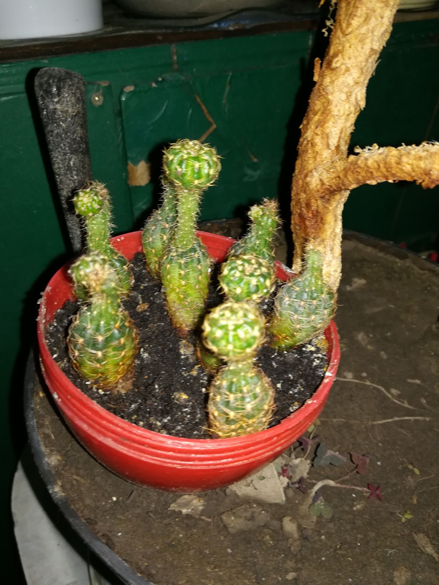 Саженцы кактуса эхинопсиса