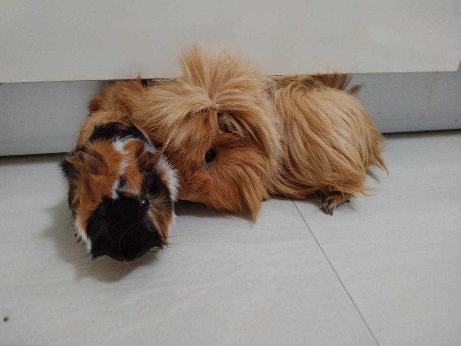 Donez porcusori de guineea