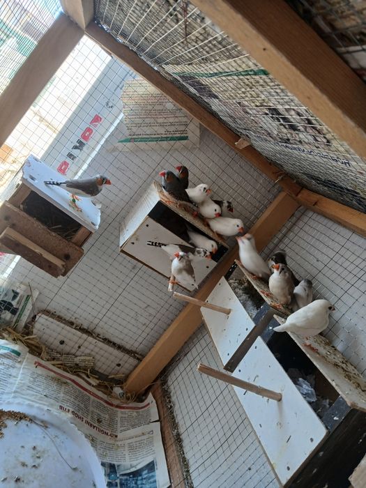 Smadinkalar sotiladi tayyor ishlab turgan paralar parasi 100 ming