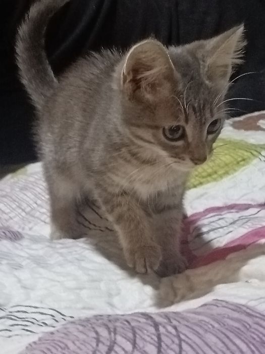Отдам 2 котят в хорошие руки