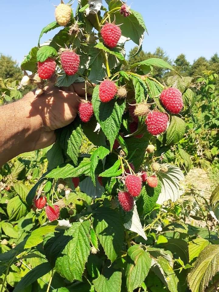 Предлагам расад ягоди и малини само за ценители