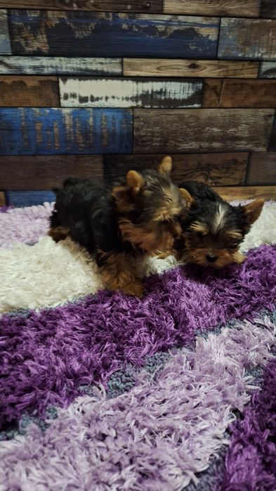 Йокширски териер