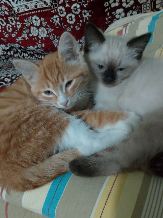 Отдам отдам отдам