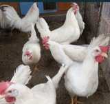 Oua gaini Leghorn