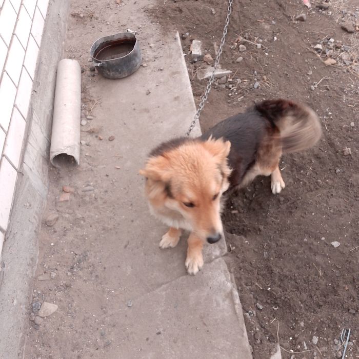 Отдам собаку в хорошие руки для охраны дома