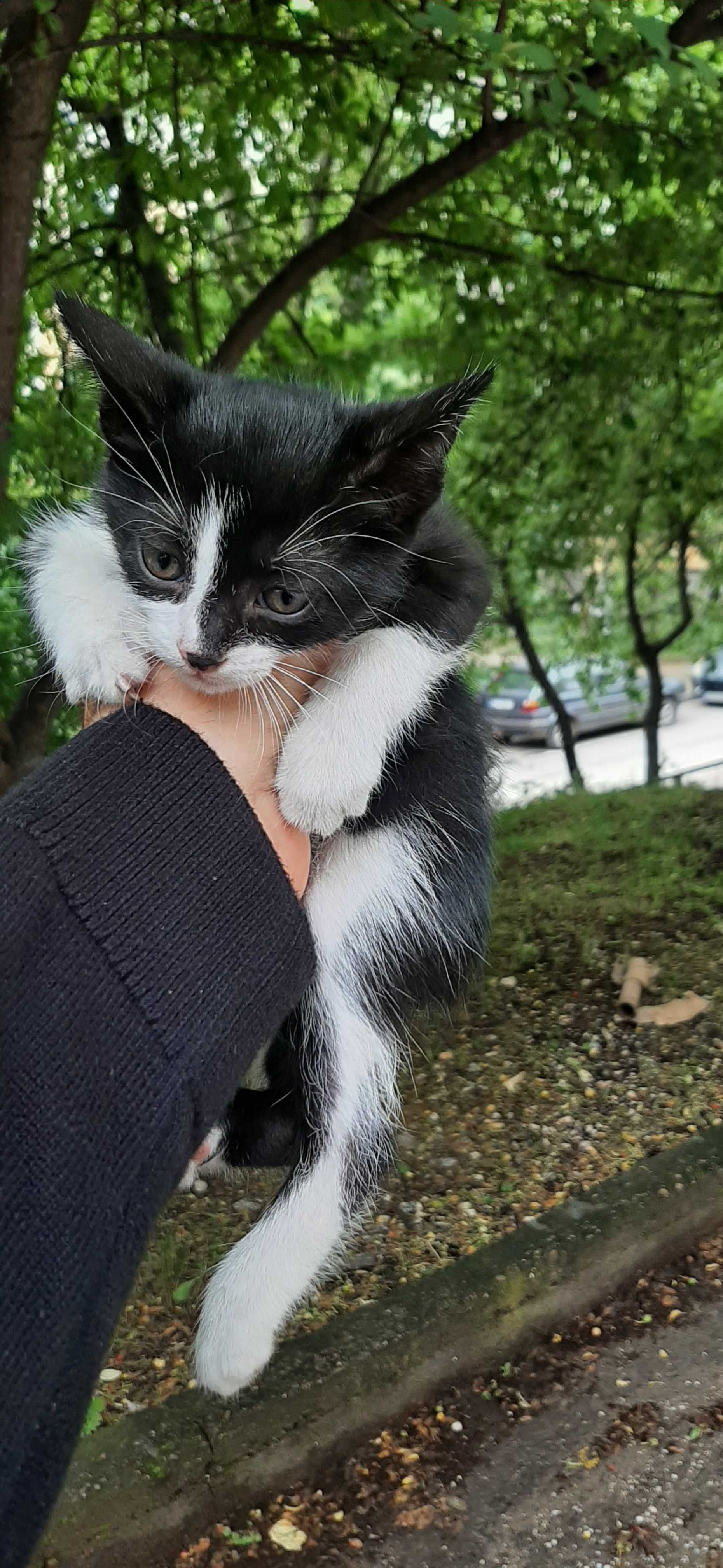 Подърявам малки котета на месец и половина.