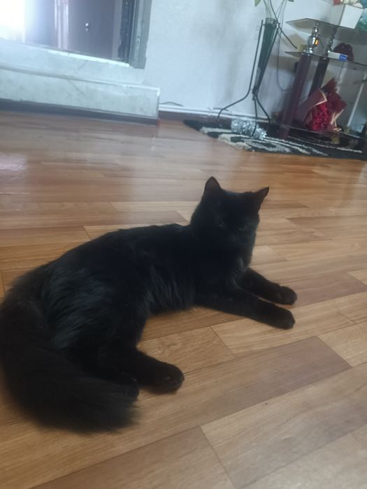 Отдам. Кошка 1 год.