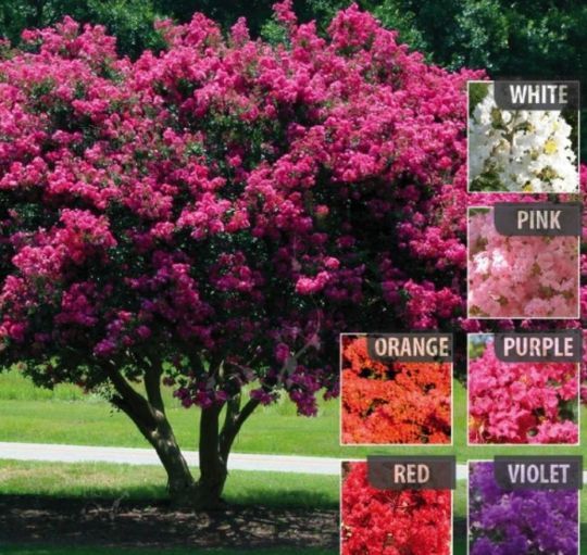 Liliac Indian(Toate Culorile Disponibile )