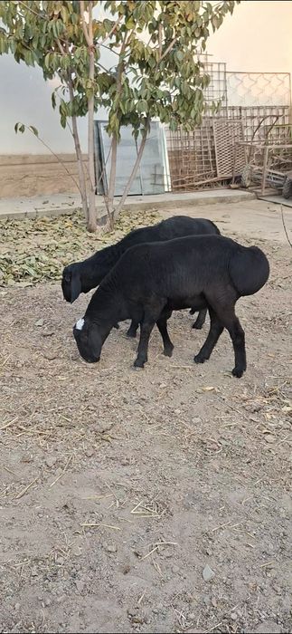 Qo‘zi qo‘chqorlar sotiladi.