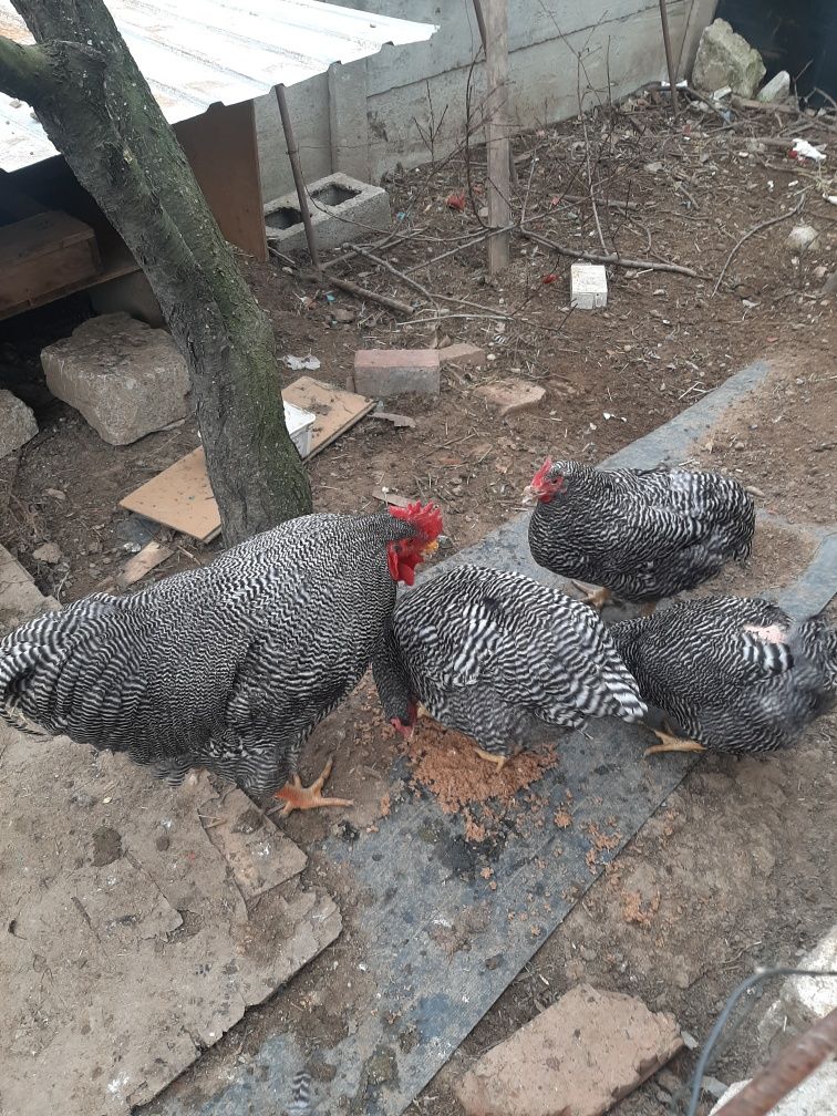Vând familie de găini playmouth rok barat
