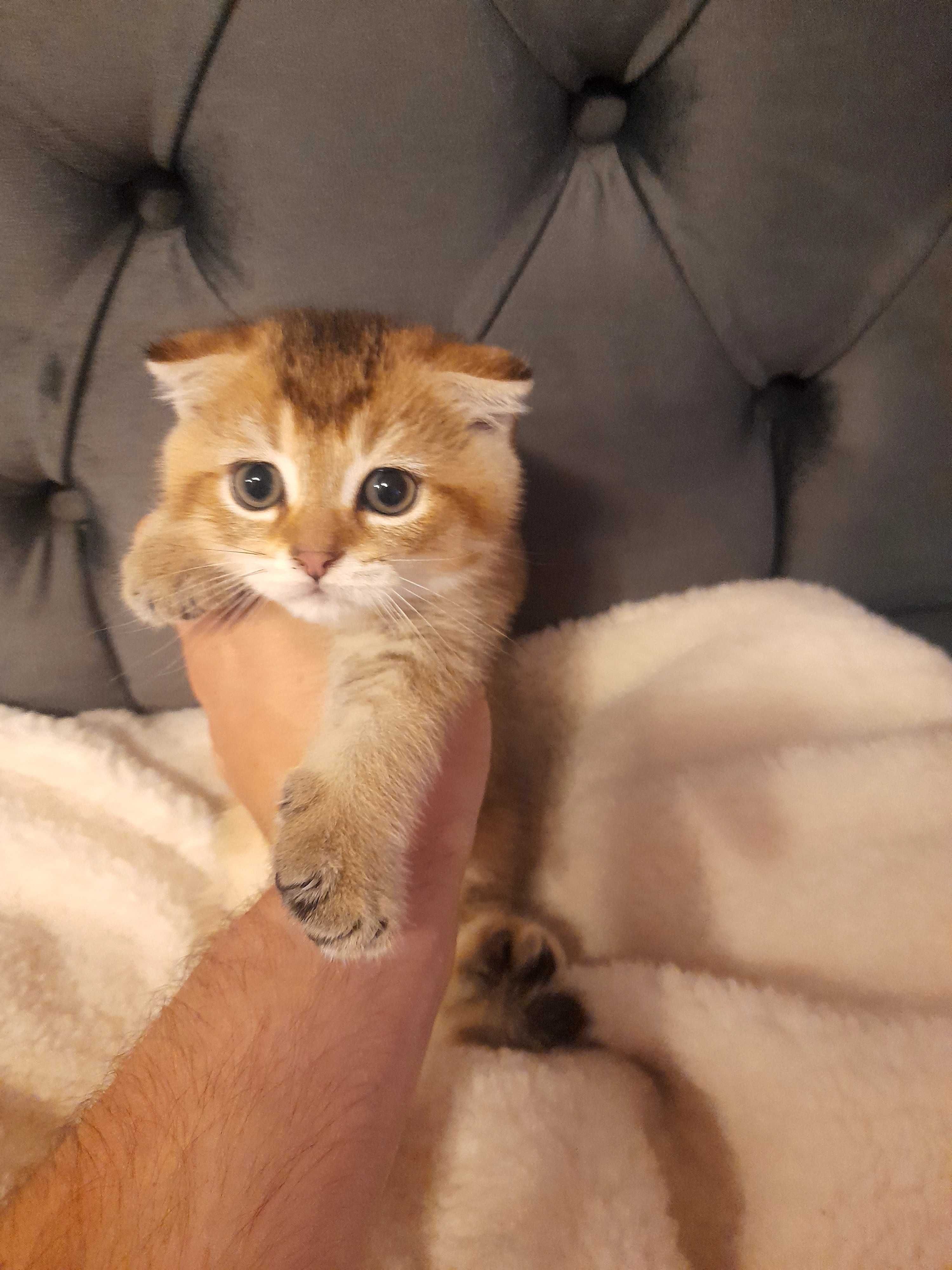 Шотландски котенца златна чинчила
