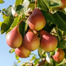 Pomi Fructiferi Străvechi Glia Strămoșească (Soiuri De Peri )