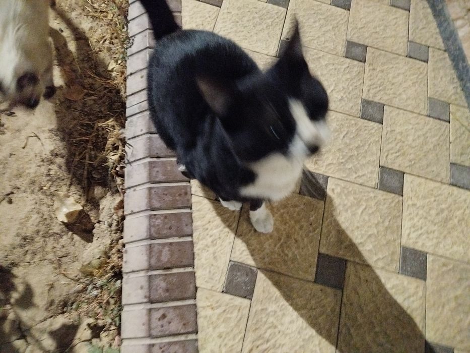 koshka mushukcha va Felix