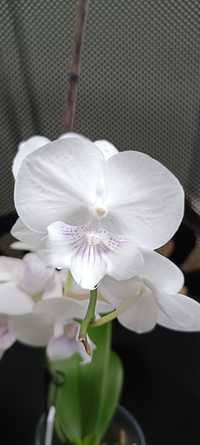 Продам коллекционную орхидею SOGO 5545