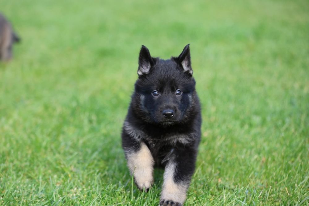 Ciobanesc German bicolor linie clasica de lucru cu pedigree canisa