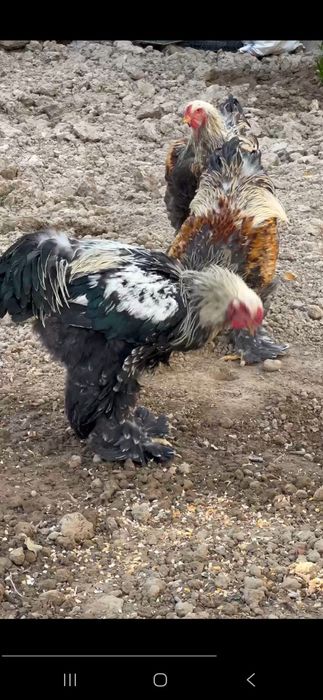 Продоётся кур брама в Ташкенте.