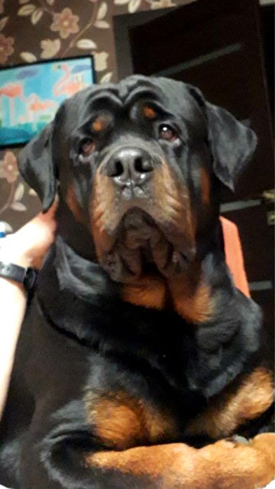 Шикарный кобель для вязки