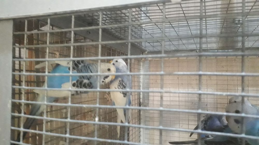 Попугай тути валнистий