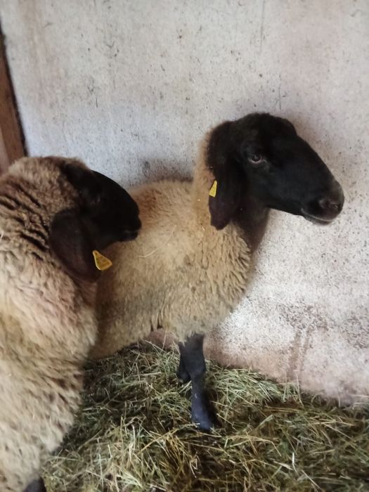 Vând oi Carabașe  Cap Negru De Teleorman