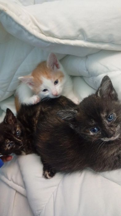 Подаряват се котенца