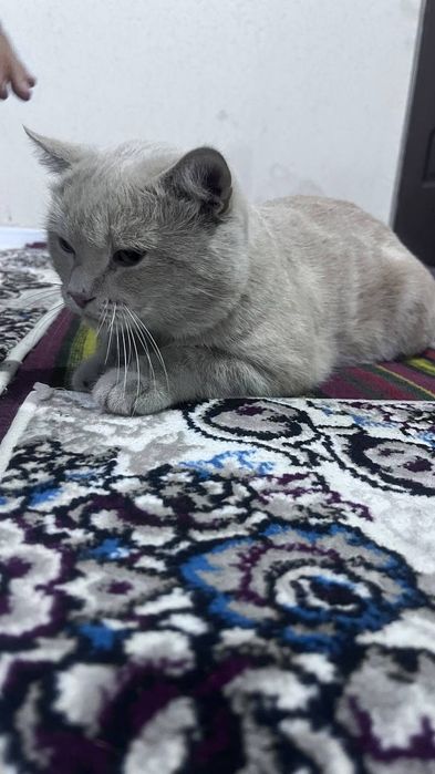 skottiw zotli mushuk sotiladi