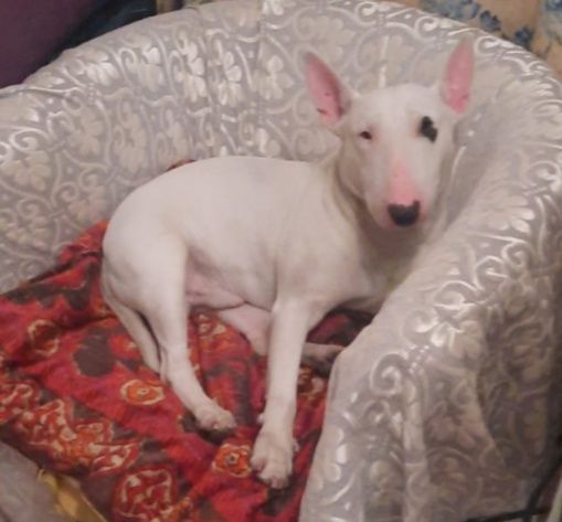 Бультерьер на вязку, разведение потомства