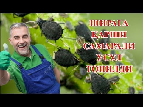 Шира Трепс қуртлар ва шунга ўхшаш касалликларга қарши курашамиз