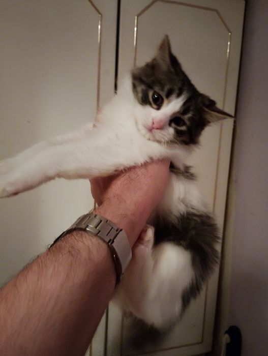 Подарявам котета