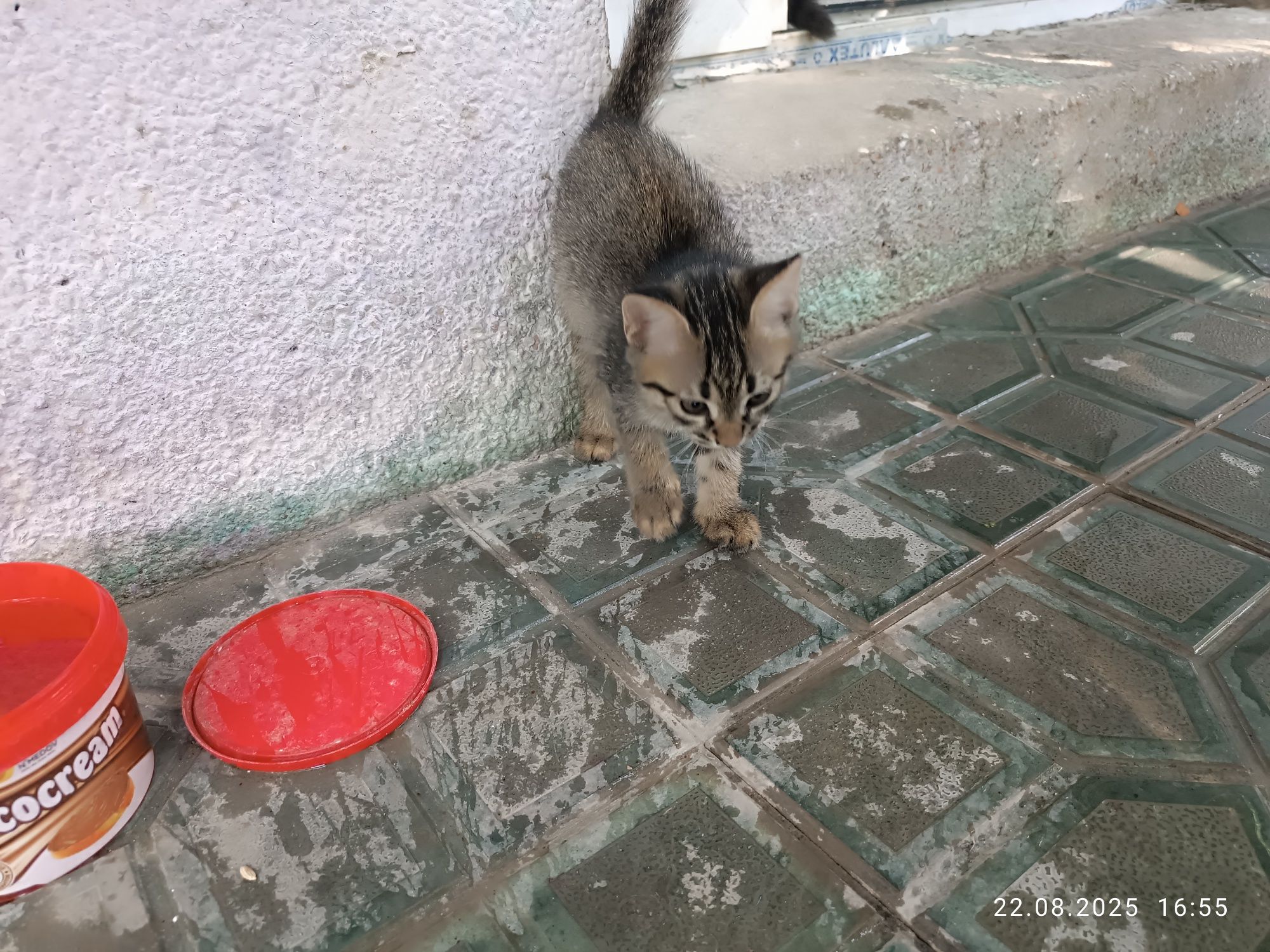 Отдам котенка в хорошие руки
