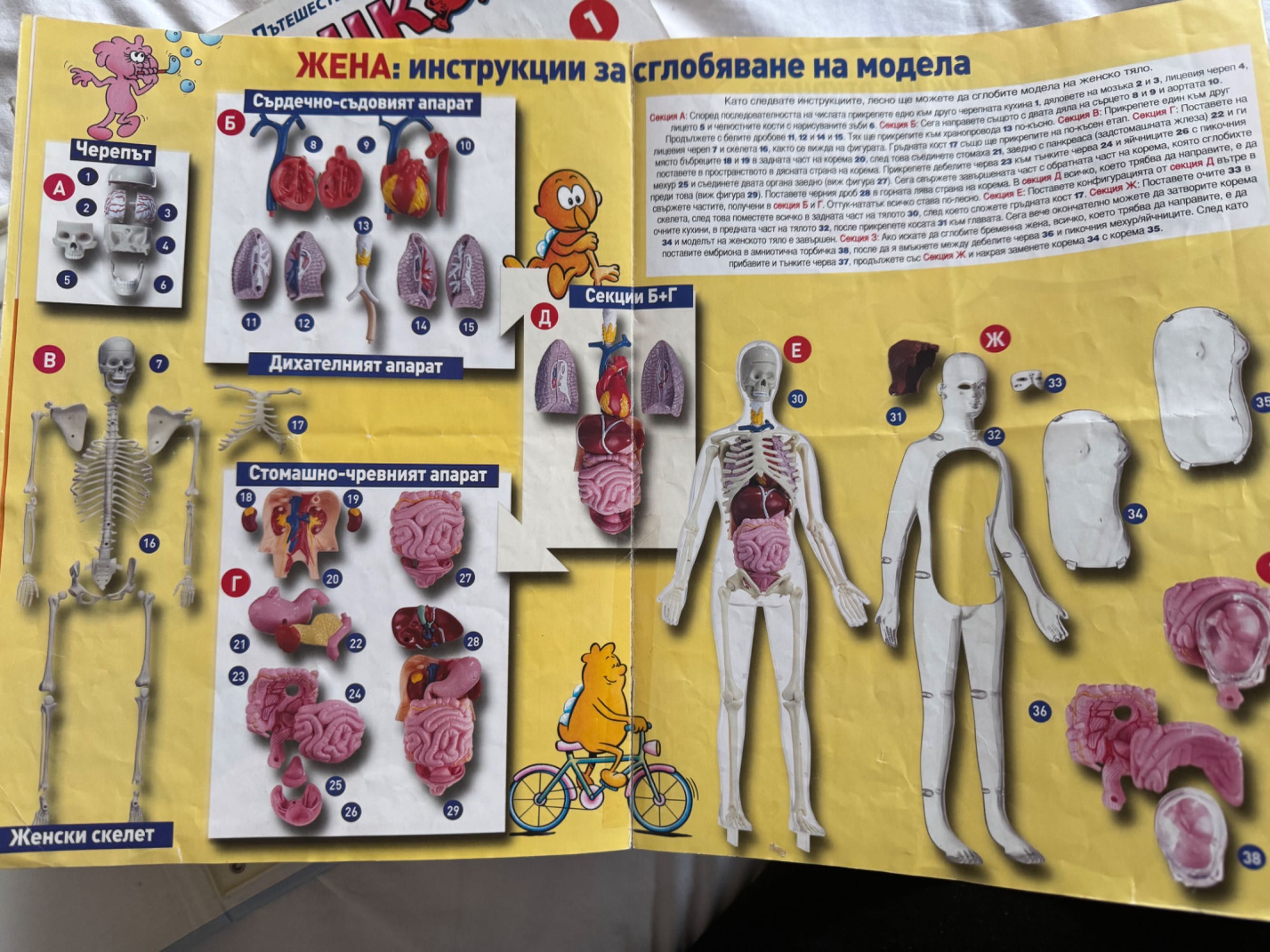 Пътешествие из ЧОВЕШКОТО ТЯЛО (Списания + Анатомични модели)
