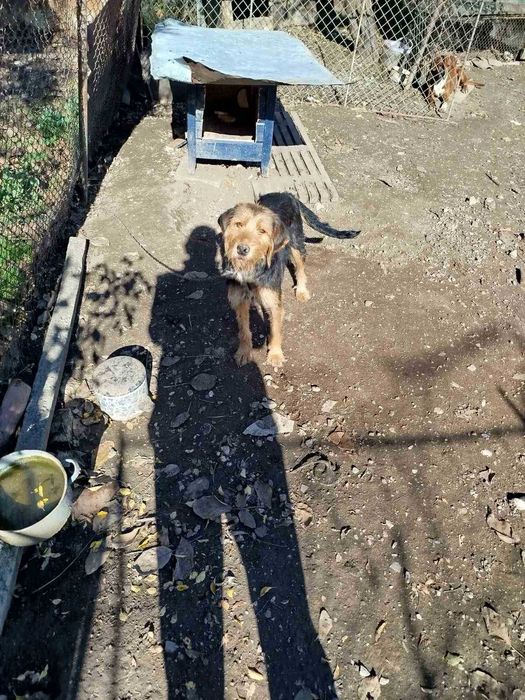 Ловджийско куче Барак