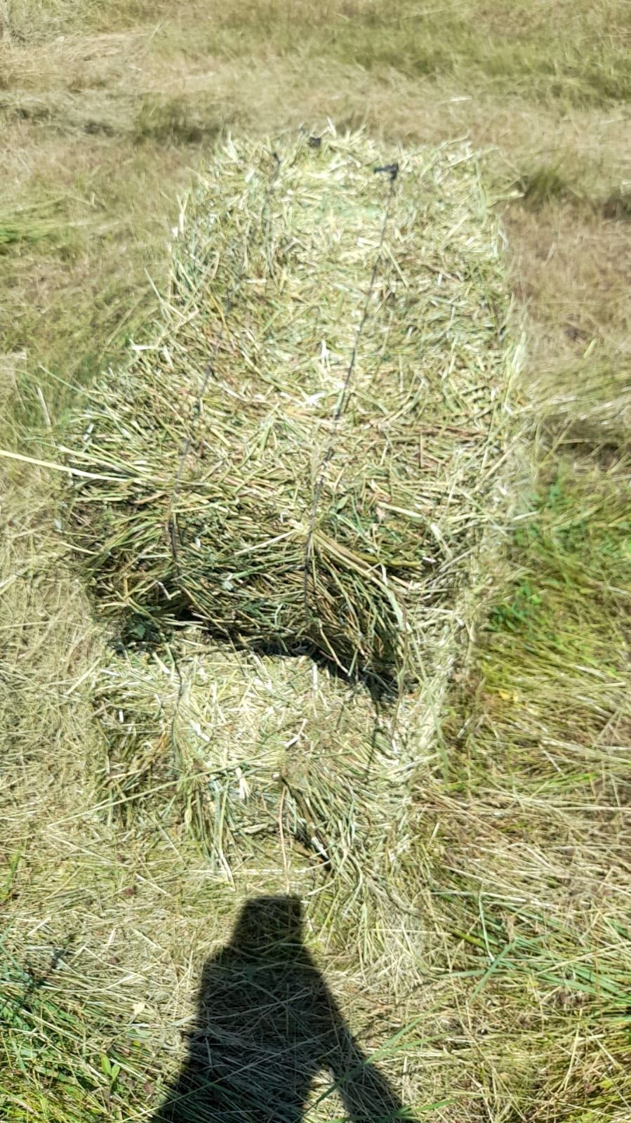 Baloți de LUCERNĂ cu fân din FLORI DE CÂMP și ovăz verde