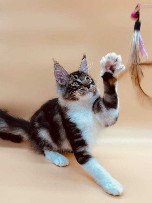 Pisica Femela Maine Coon cu pedigree (WCF AUTORIZATA) Livrare