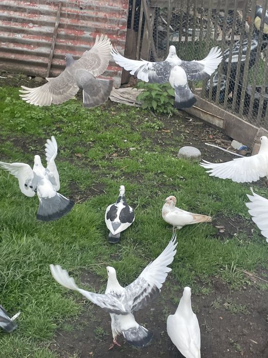 Vand schimb voiajori diferite culori