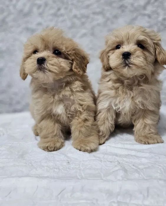 Мальтипу Ф_1 шикарный мальчик и девочка мини