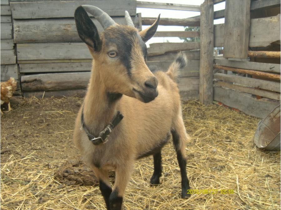 Козел чешский продам