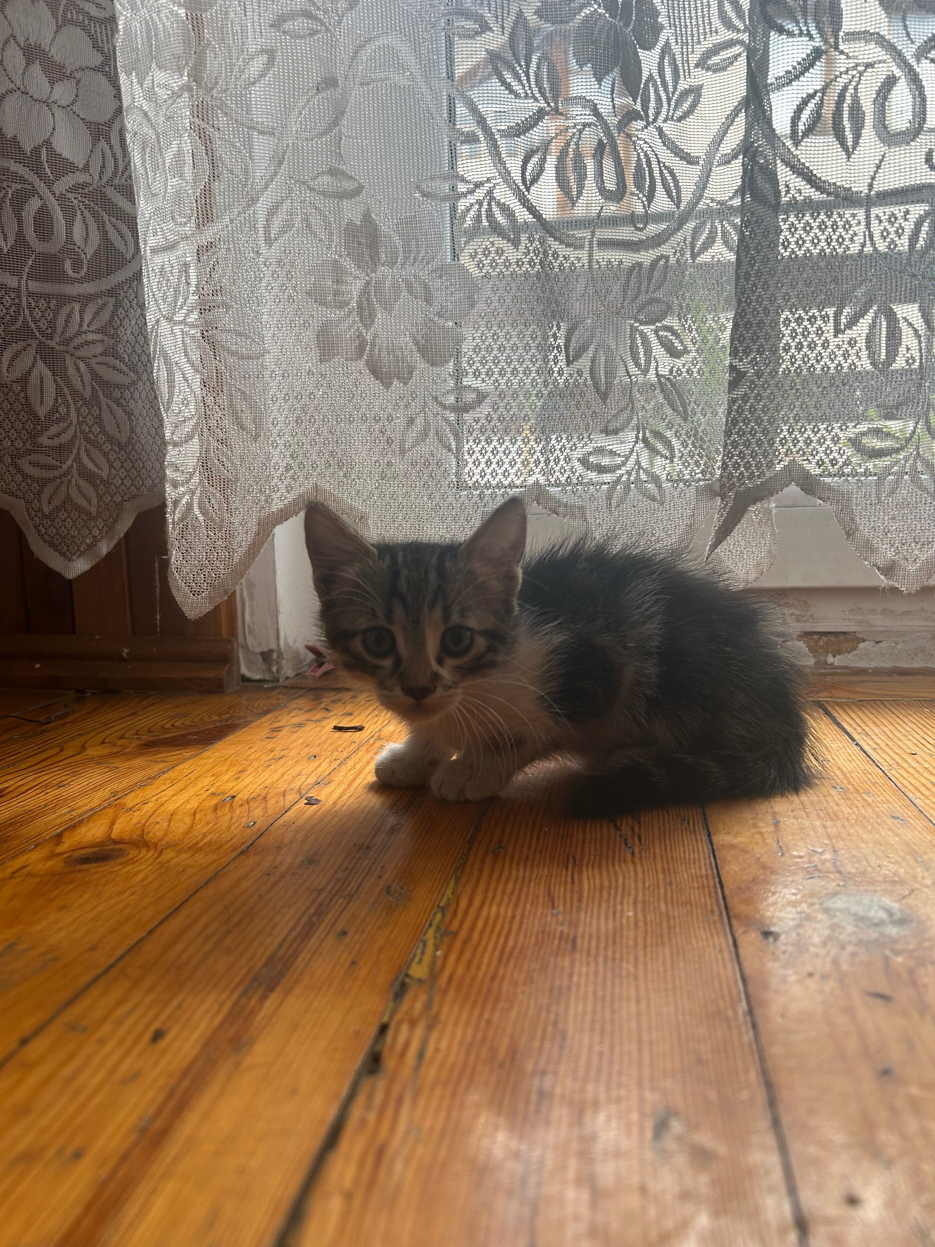 Мъжко коте около 2 месеца