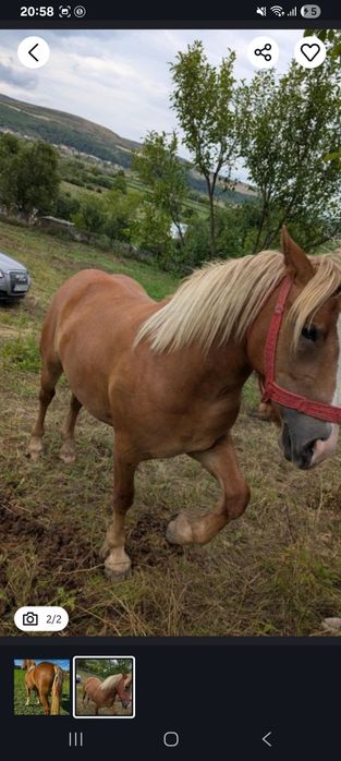 De vanzare Ieftina Manza de 2 ani cu acte învățată la căruță cuminte