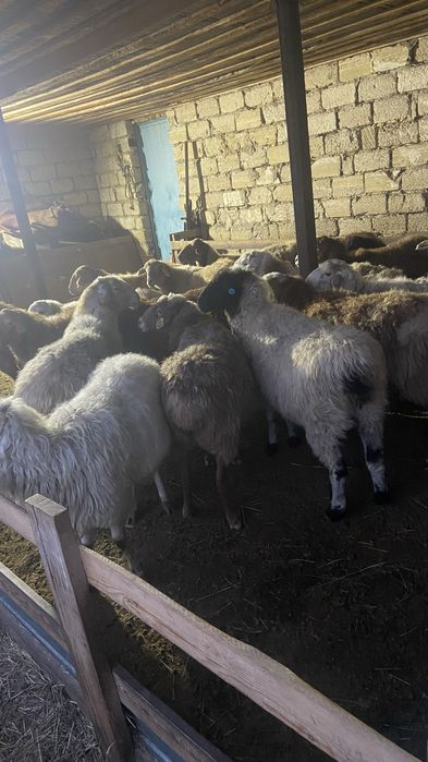 Қойлар сатылады.