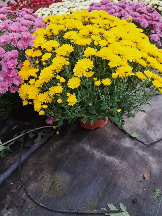 De vânzare crizanteme