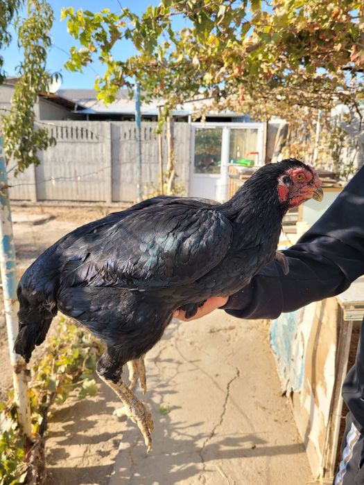 Турк сотилади 2 тулак турловдан чиквои тухумга якин