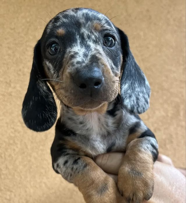 Teckel arlequin 2000 lei