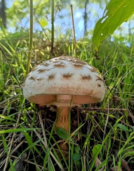 Ciuperci “piciorul caprioarei” proaspete delicioase si aromate!