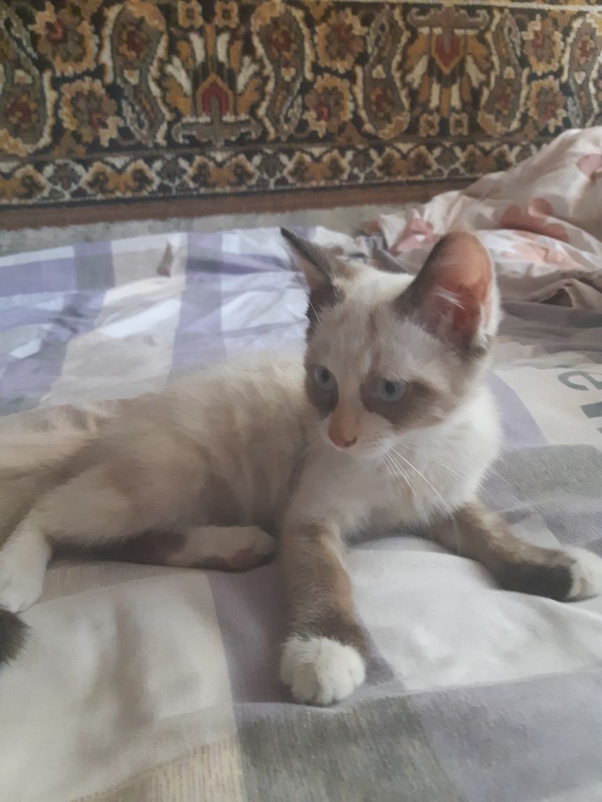 Котята брат и сестра