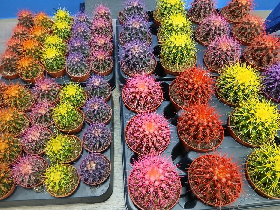 Кактусы разные из Голландии