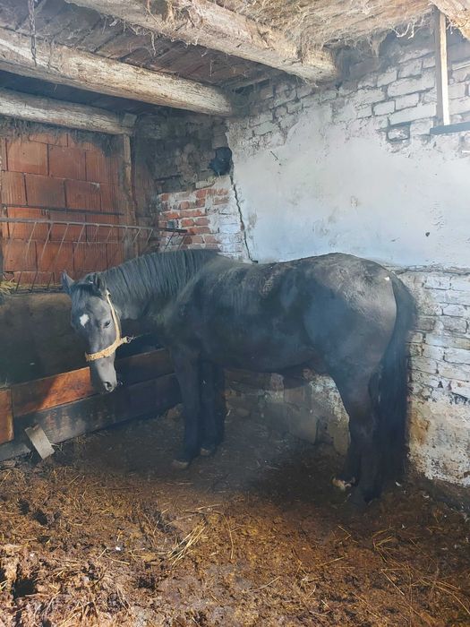 Mânza de 3 ani de vânzare