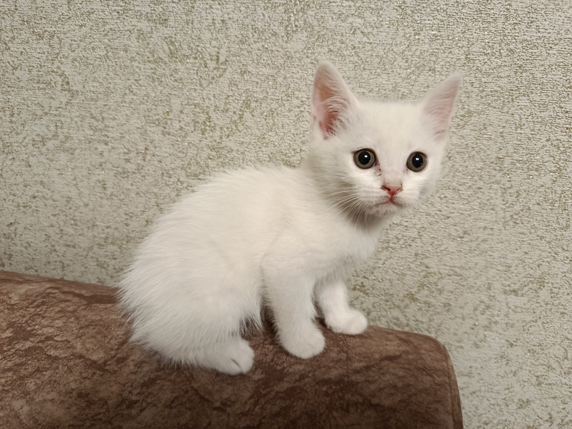 Котята бесплатно